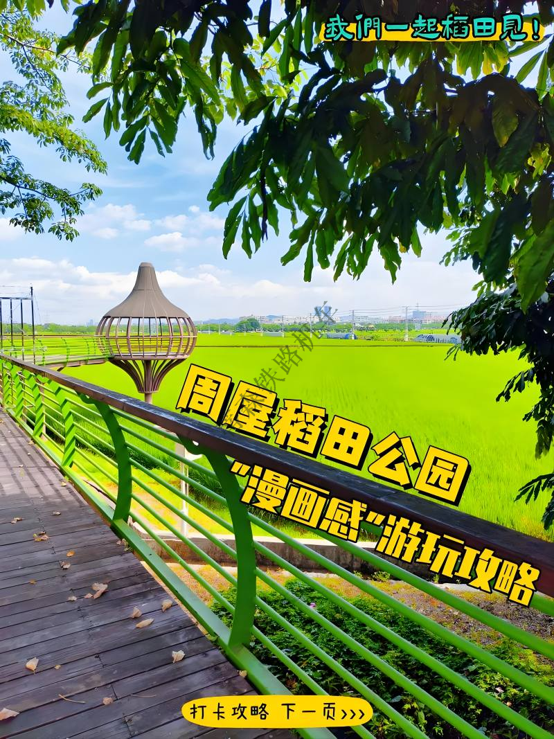 東莞周屋稻田